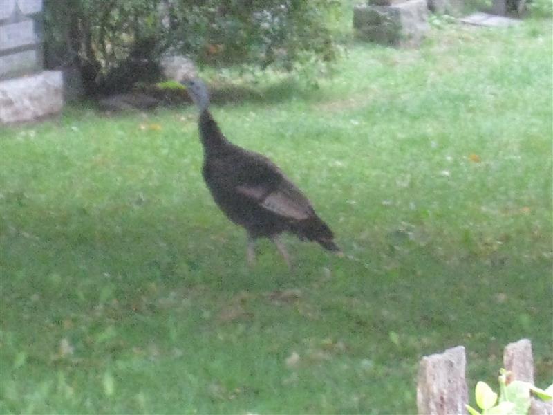  Wild Turkey, female 